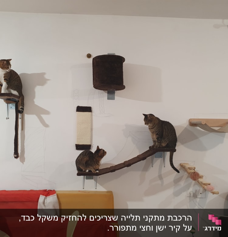 מתקני טיפוס לחתולים על קיר עם חתולים